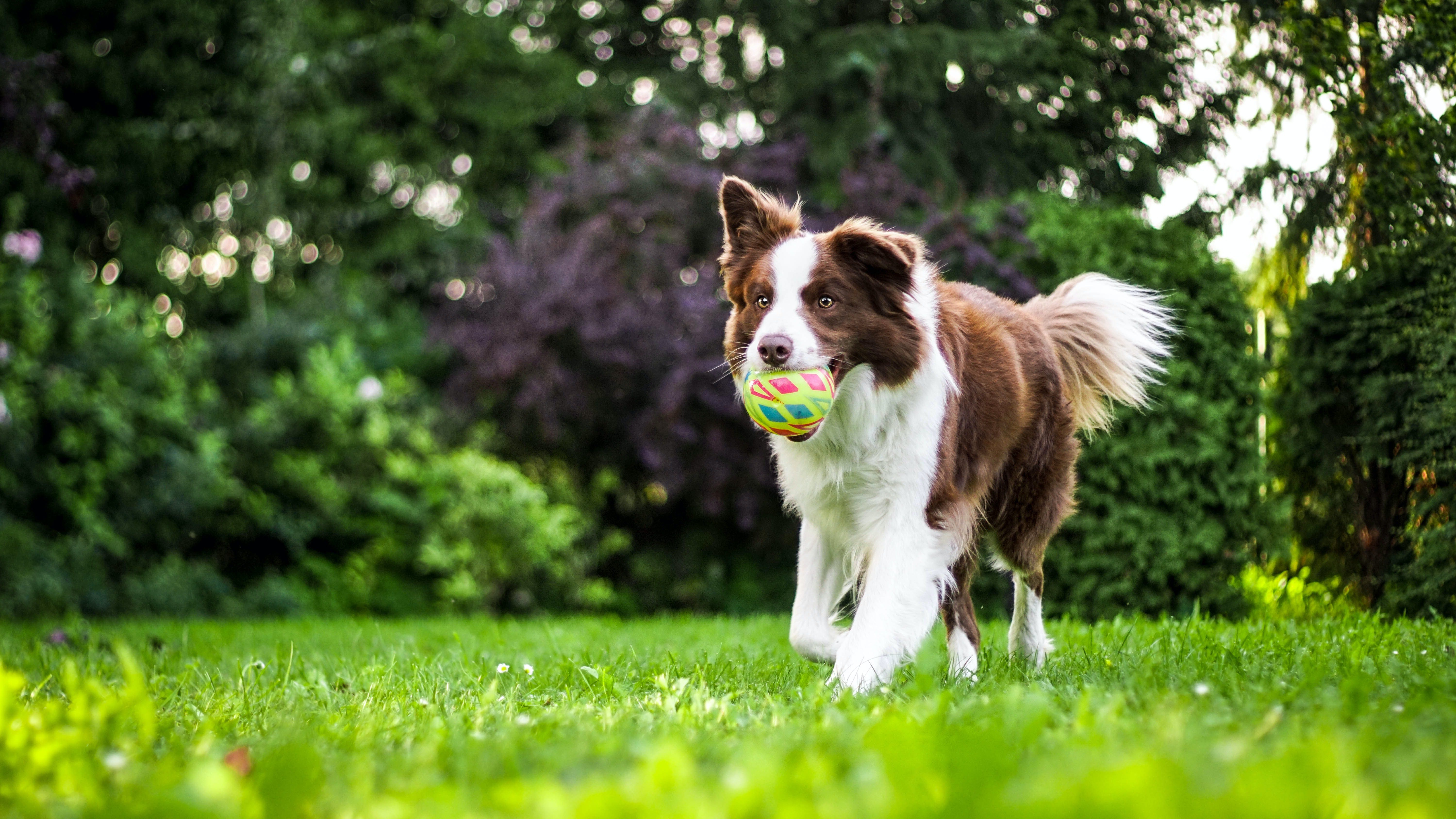 A dog running on grass with a colorful ball