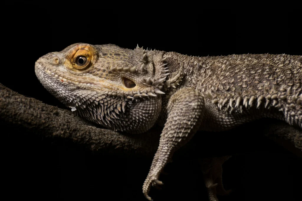 A bearded dragon resting on a branch against a solid black background.