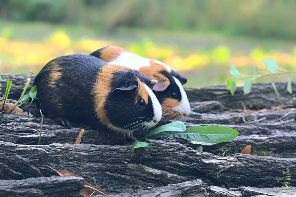 Two tricolor guinea pigs sit side-by-side on a weathered log in a garden.