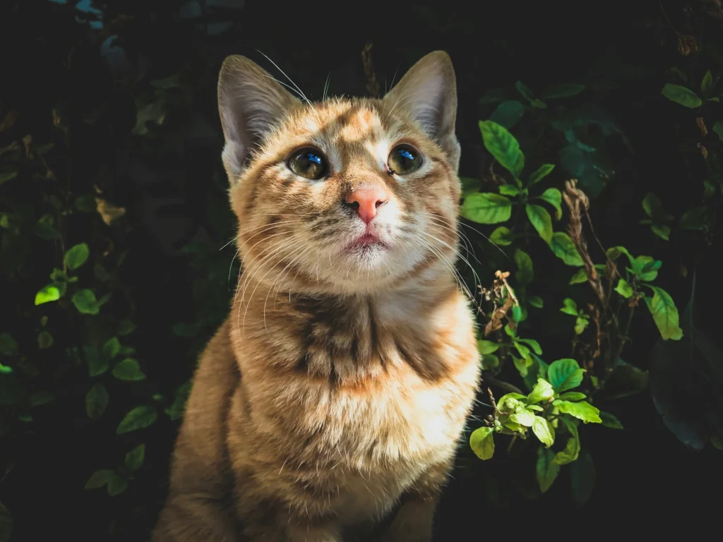 A tabby cat sits in dappled sunlight against a background of dark green leaves.