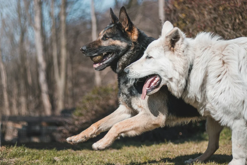 A German Shepherd running alongside a white dog with its tongue out in a sunny outdoor setting.