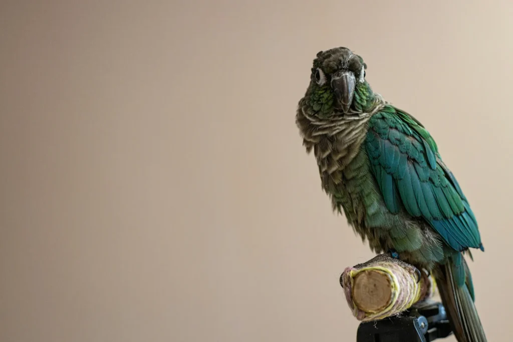 A green and blue parrot perches on a wooden stand.