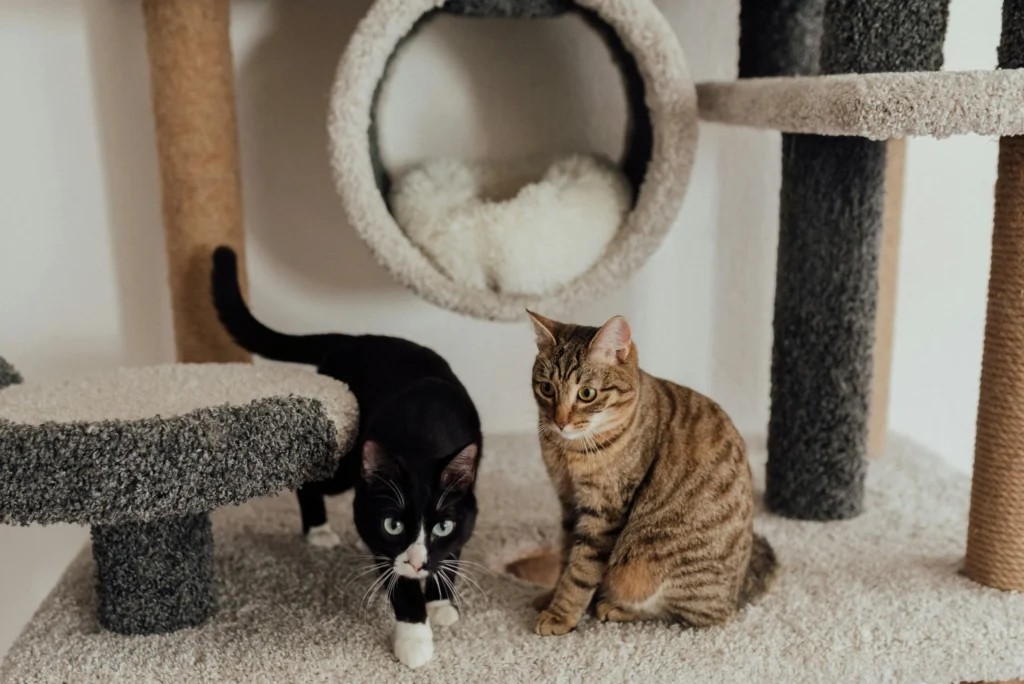 A black and white tuxedo cat and a brown tabby cat sit together on a multi-level carpeted cat tree.