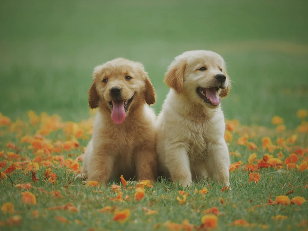 Two golden retriever puppies sit side-by-side in a green field.