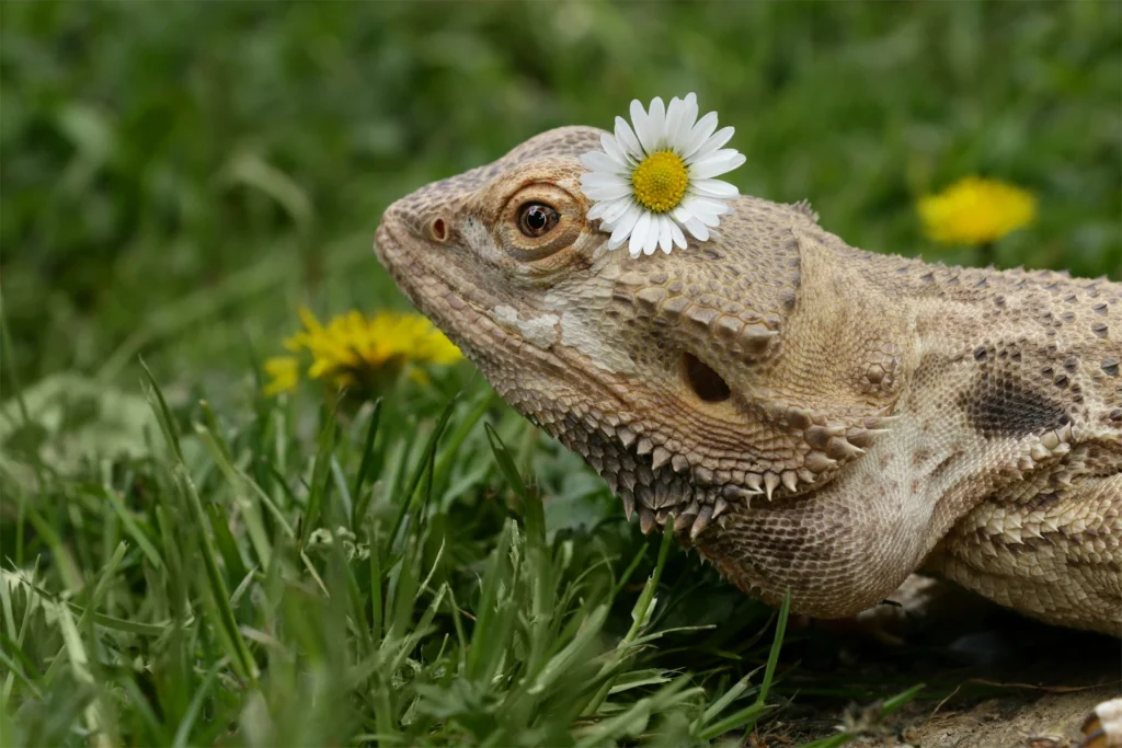 A bearded dragon set against a backdrop of green grass and yellow dandelions.