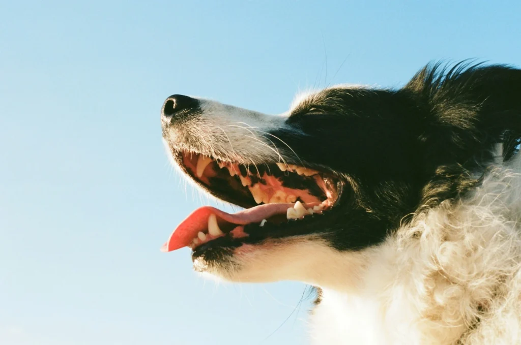 A Border Collie with its mouth wide open and tongue out against a clear blue sky.